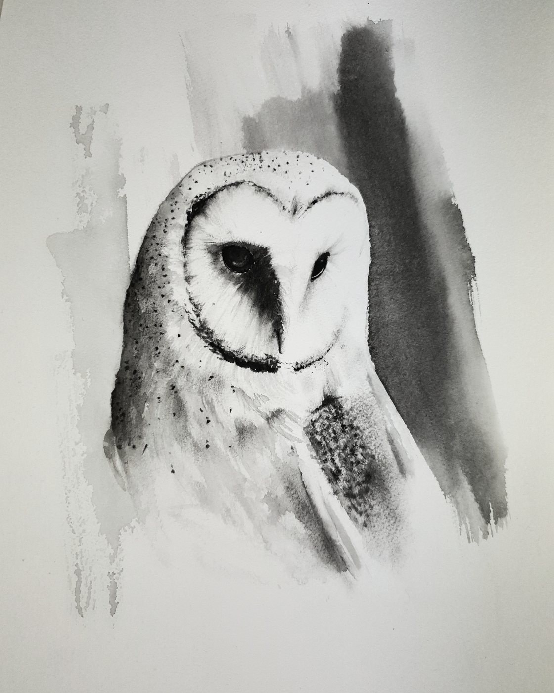 Barn Owl